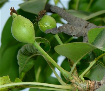  Fruits (Pomes)